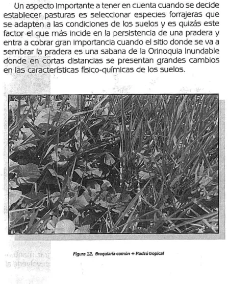 Figura L. Braqularia  comcn +  la,dzú  tropical