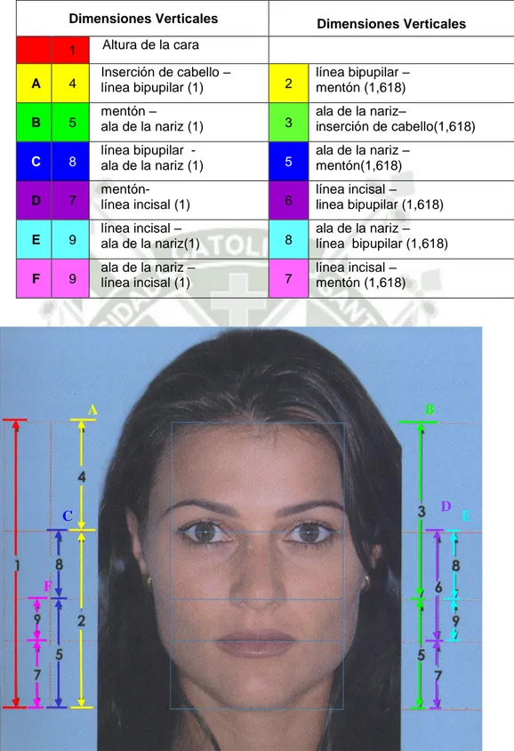 Fig. 7:  Proporciones áureas verticales en el análisis facial frontal                                                  