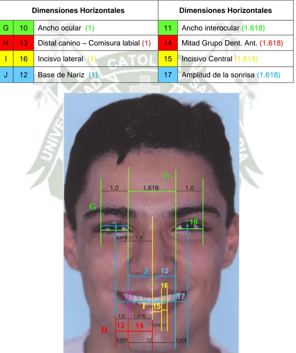 Fig. 8:  Proporciones áureas horizontales en el análisis facial frontal                                                    22  MONDELLI