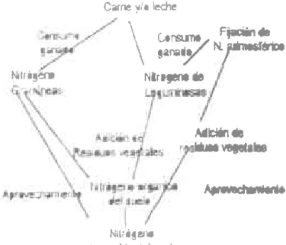 Figura  1.  Diagrama  de  fluJo  de  una asociac¡ón  gramínea - legumlnca