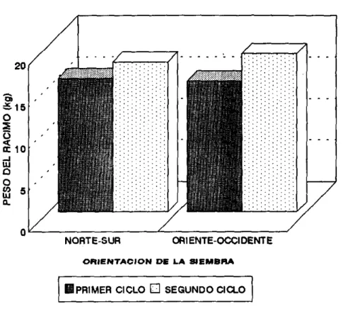 fiGURA  t.Efecto  de  la  orientación  de  siembra sobre el peso del radmo. 