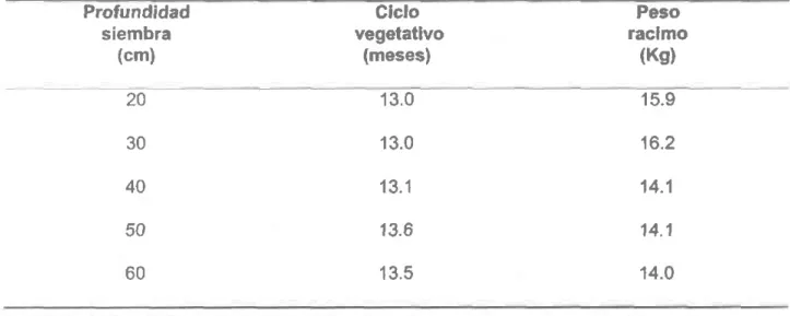 TABLA 3.  Efecto de la profundldad de siembra sobre el desarrollo y  producclón del clon  Domlnlco-Hártón  en suelo Franco-Arcilloso.