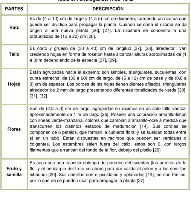 Tabla 3. Fenología del Aloe vera. 