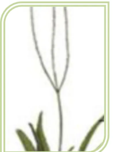 Figura 1. Fenología del Aloe barbadensis Miller a. Flor; b. Hoja;  c. Tallo; d. Raíz 