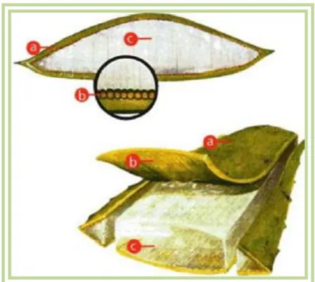 Figura 2.  Estructura y  corte transversal de la hoja de Aloe vera. 