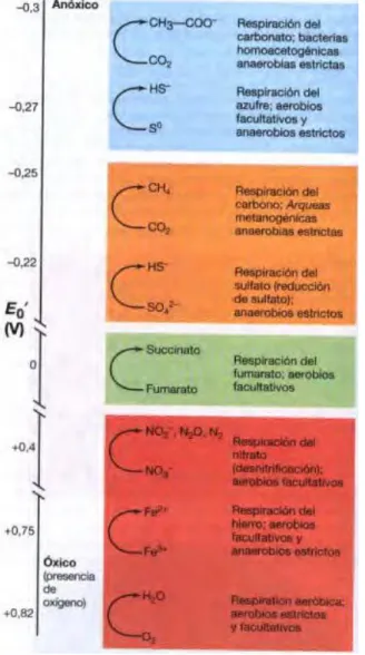 Figura  2-1:  Tipos  de  respiración  anaerobia  y  aerobia,  los  pares  redox  aparecen  en  orden,  desde  potenciales  de  reducción  (E 0 ´)  electronegativos  hasta  los  E 0 ´  más  electropositivos [16]