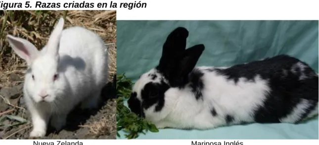 Figura 5. Razas criadas en la región  