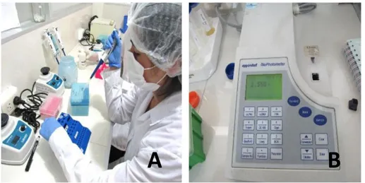 Fig 6. Proceso de extracción de ADN, en (A) extracción de ADN, en (B) medición  de la pureza de ADN en el espectrofotómetro 