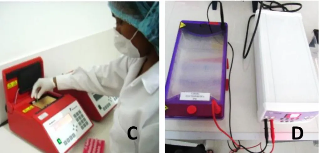 Fig 7. Proceso de PCR, en (C) termociclador- PCR, en (D) electroforesis 