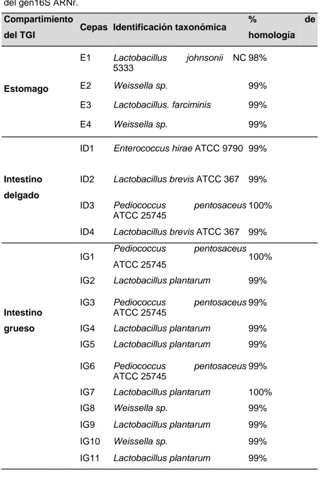 Tabla  1:  Lista  de  las  bacterias  ácido  lácticas  aisladas  de  diferentes  compartimientos del tracto gastrointestinal e identificado mediante secuenciación  del gen16S ARNr