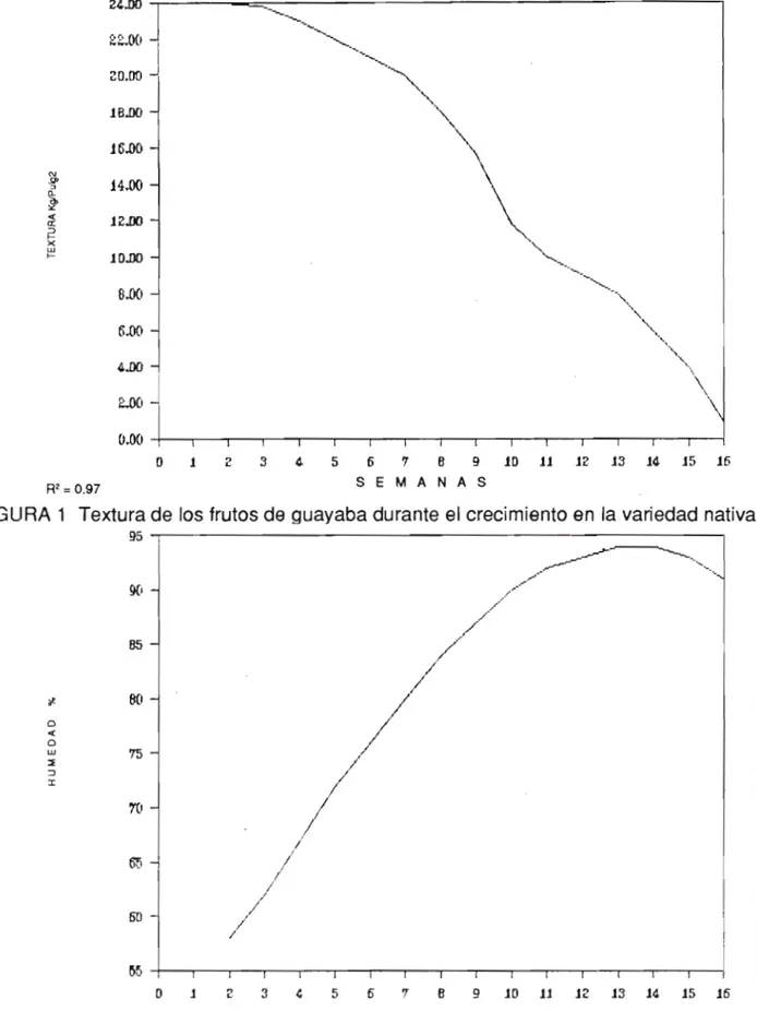 FIGURA 2. Humedad del fruto de guayaba durante el crecimiento en la variedad nativa