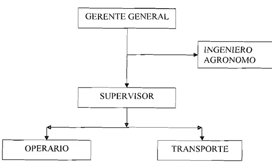 Figura No 4 Orgamgrama GERENTE GENERAL INGENIERO AGRONOMO SUPERVISOR I r OPERARlO I QRANSPORTE