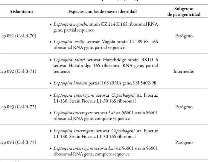 Tabla 2. Secuencias de los diferentes aislamientos de campo de Leptospira spp. en Colombia