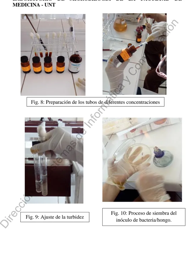 Fig. 9: Ajuste de la turbidez  Fig. 10: Proceso de siembra del  inóculo de bacteria/hongo