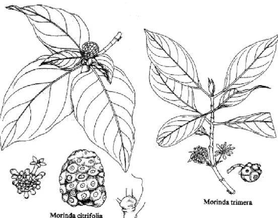 Fig. 1. Hojas y frutos de dos especies del Género Morinda 