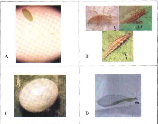 Figura 4. Genitalia  de C  externa  [,4acho  y Hembra