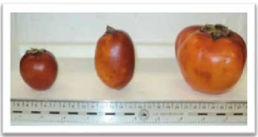 Figura 2.  Morfotipos cultivados en San José del Guaviare.  De izquierda a derecha  morfotipos redondo pequeño (I), ovalado (II) y redondo grande (III)