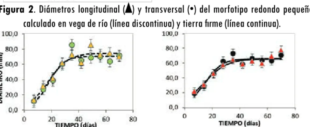 Figura 2. Diámetros longitudinal ( ) y transversal (•) del morfotipo redondo pequeño  calculado en vega de río (línea discontinua) y tierra firme (línea continua).