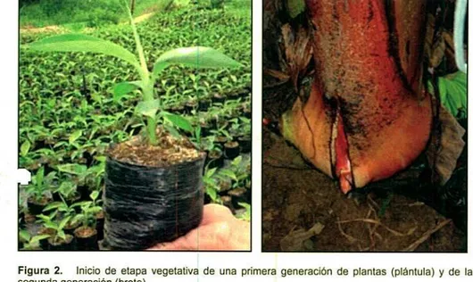 Figura 2. Inicio de etapa vegetativa de una primera generación de plantas (plántula) y de la segunda generación (brote).