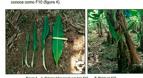 Figura 4. A. Sistema foliar previo ala hoja FlO 	