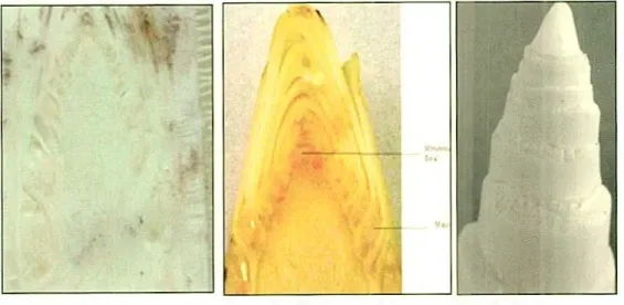 Figura 7.	Hoi-; ::ei cli Ose ci	l.!c