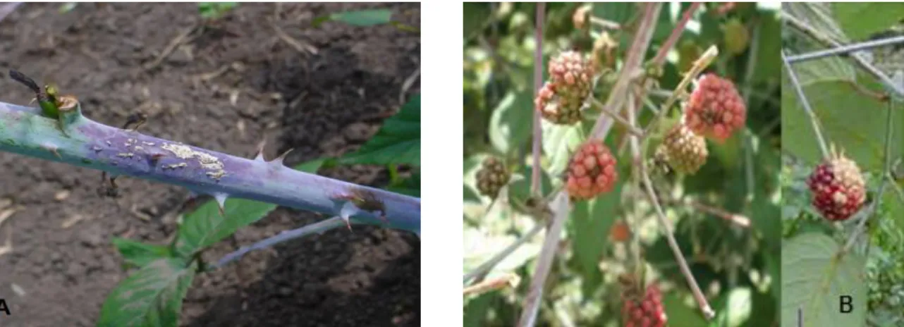 Figura 3. Tallo y frutos afectados por Peronospora. A. Lesión con esporulación del  hongo  Penonospora  Corda