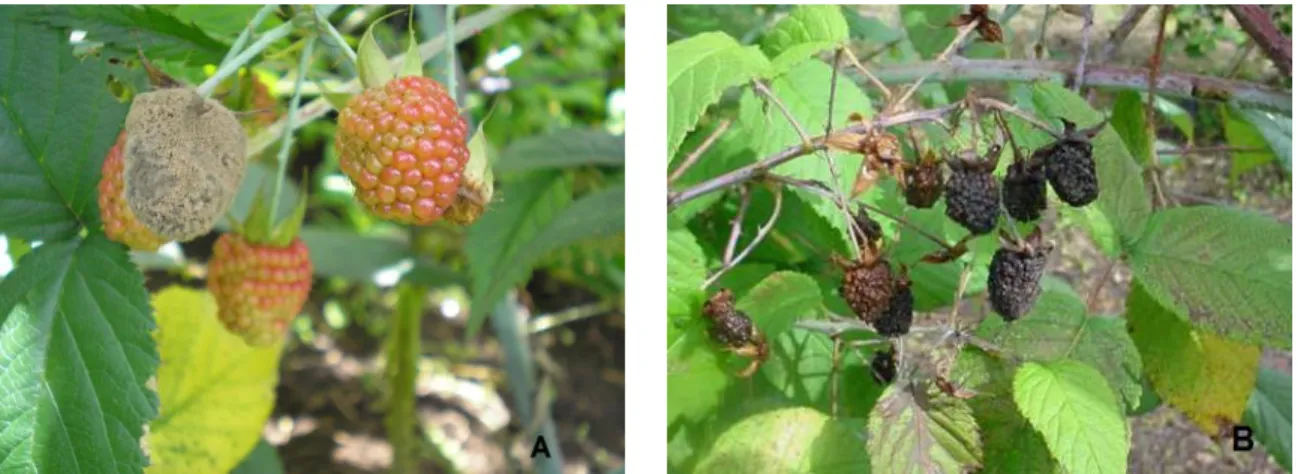 Figura  4.  Frutos  afectados  por  Botrytis.    A.  Esporulación  del  hongo  sobre  el fruto