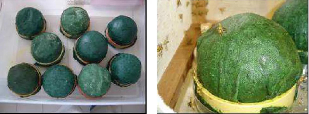 Figura 2.   Semiesferas de colores con diferentes tonos de verde, para simular  las características más exactas de los frutos de guayaba  para oviposición