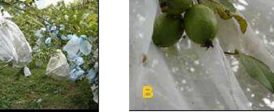 Figura  5.  A)  Rama  cubierta  con  manga  entomológica.  B)  Frutos  sometidos  a  oviposición por  A