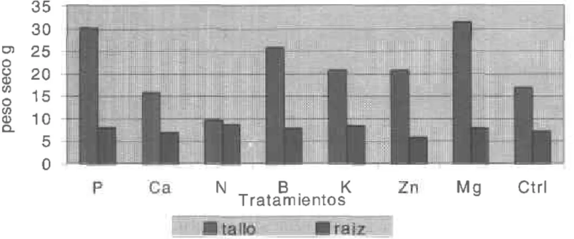 Figura  3.  Acumulación  de  materiaseca  en  planlas  de  mora  sometidas  a un  estrés  nutrimental Síntomas  de deficiencia  de nutrientes  en el cultivo de la mora