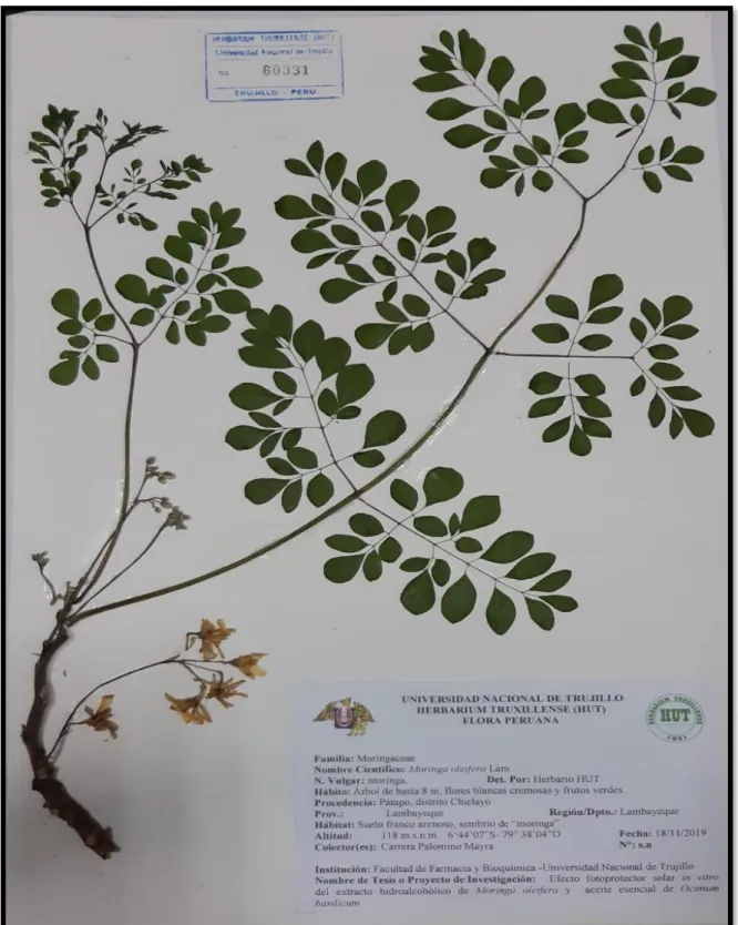 Figura  02.    Identificación  y  depósito  en  el  Herbarium  Truxillense  (HUT)  de  la  planta  Moringa oleifera L