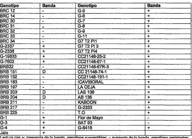 Tabla 5.  Genotipos evaluados con el marcador ROC 11  420bp  tipo SCAR 