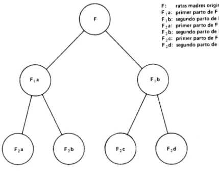 FIGURA 1. Esquema del sistema utilizado para evaluar el maíz Opaco-2 en todos los ciclos de vida de las ratas.