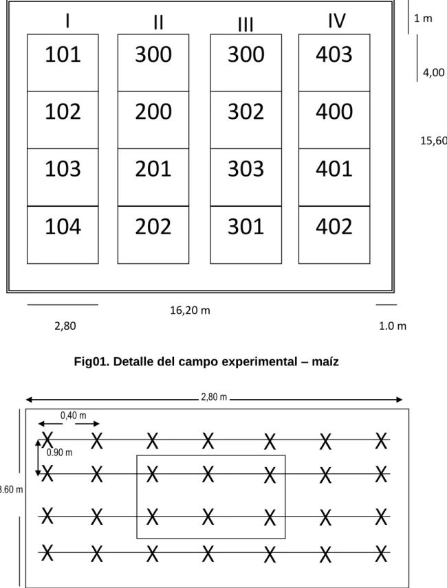 Fig 02. Croquis de la parcela experimental (DS: 0,90 x 0,40 x 2 =   55 555,5 Planta/ha)