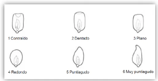 Figura N°10. Forma de la superficie del grano.  