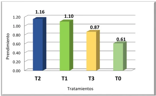 Fig 04. Prendimiento de estaca a los 60 días. 