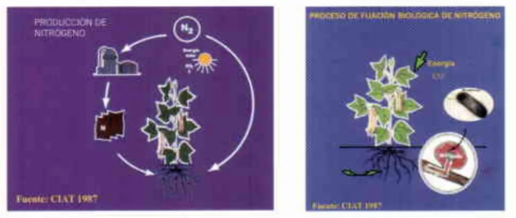 Figura  L  Proceso para la  producción  industrial  de nitrógeno  y  fijación  biológica  del  ni- ni-trógeno (CIAT, 1997).