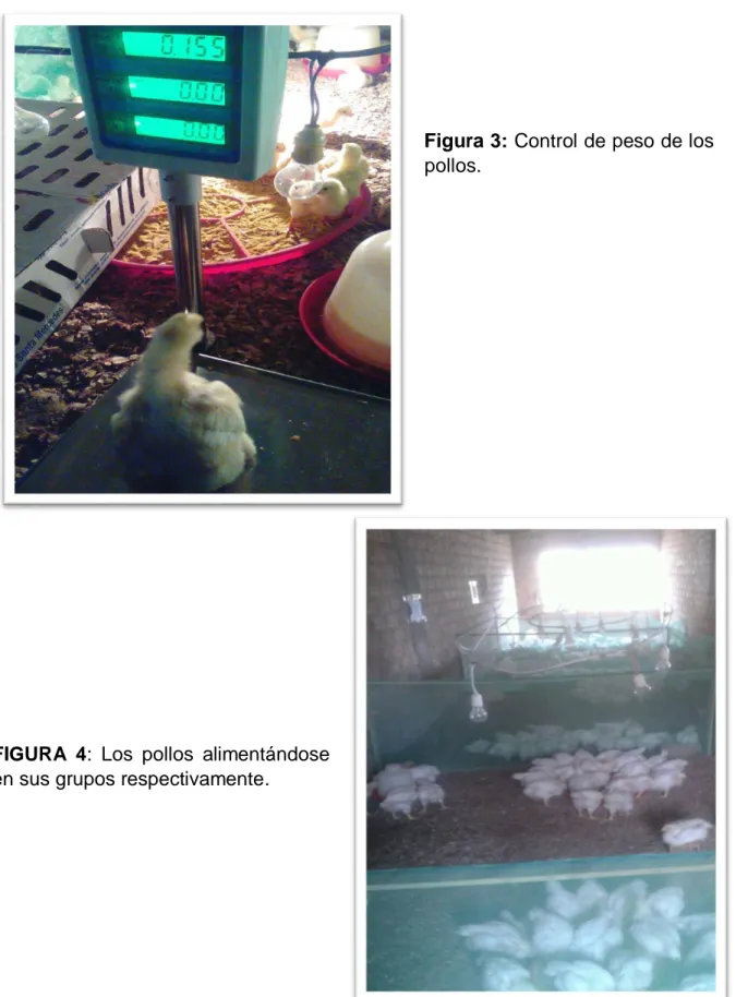 Figura 3: Control de peso de los  pollos. 