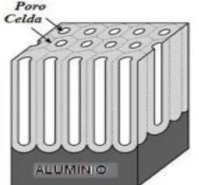 Figura 2. Estructura de una sección de microporos  de una capa anódica formada en el aluminio