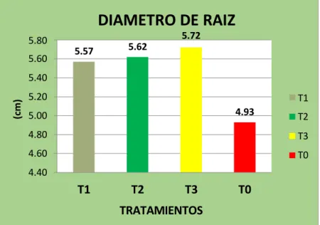 Fig. N.º 02. Diámetro de raíz. 