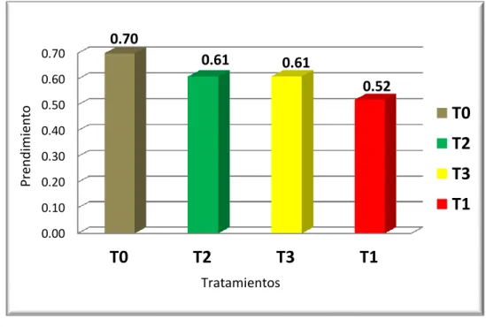 Fig 03. Prendimiento de estaca a los 30 días. 