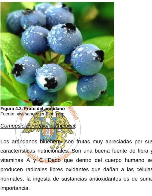 Figura 4.2. Fruto del arándano 
