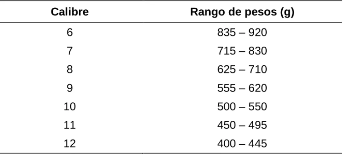 Cuadro 3. Relación calibre/peso de la lechuga iceberg. 