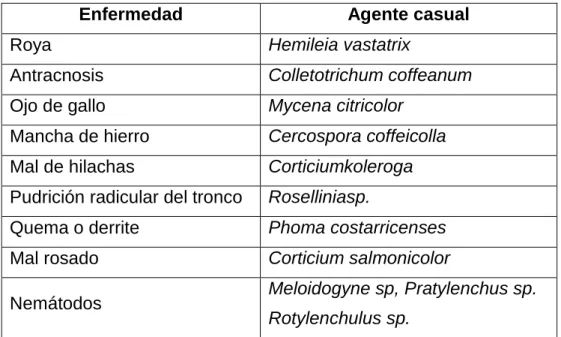 Cuadro  2. Enfermedades más importantes en la caficultora 