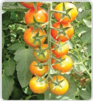 Figura 3.13. Tomate tipo Cherry