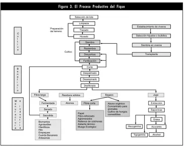 Figura 3. El Proceso Productivo del Fique