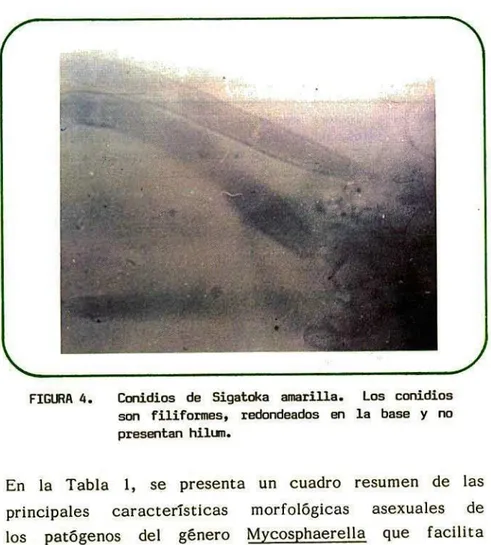 FIGURA 4. Conidios de Sigatoka amarilla. Los conidios son filiformes, redondeados en la base y no presentan hilun.