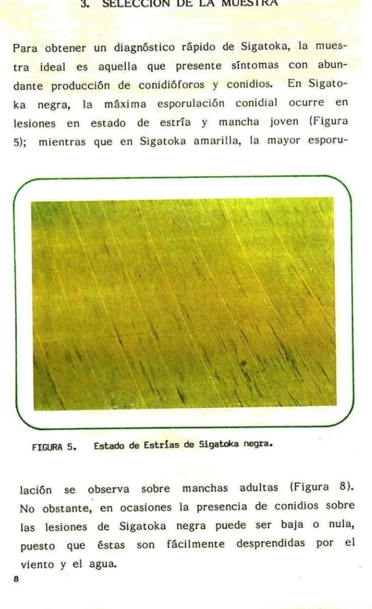 FIGURA S.	Estado de Estrias de Sigatoka negra.