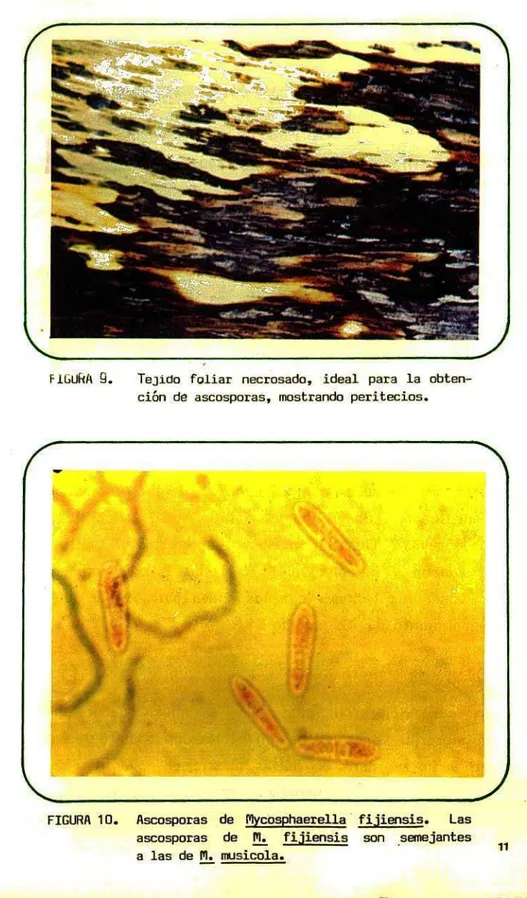 FIGURA 10. Ascosporas de Pycosphaere1la fijiensis. Las ascosporas de M. fijiensis son semejantes a las de M