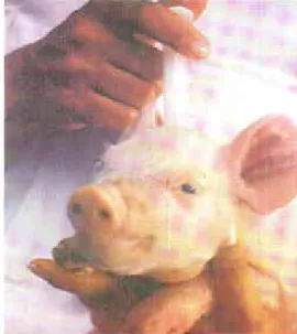 Figura 5. Peste  Porcina  (llásica.  lln caso  necesario  vacunar  0 rcv¿cunar  los animales.